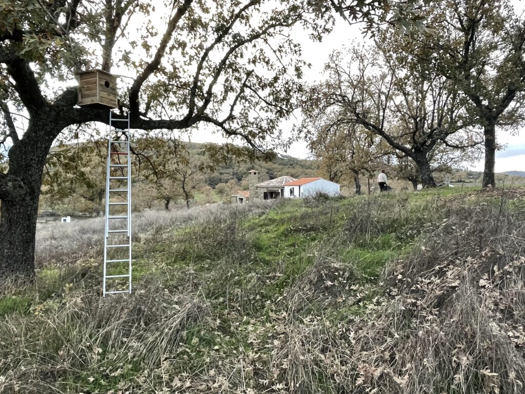 Bosuilenkast op El Zorro Holandés