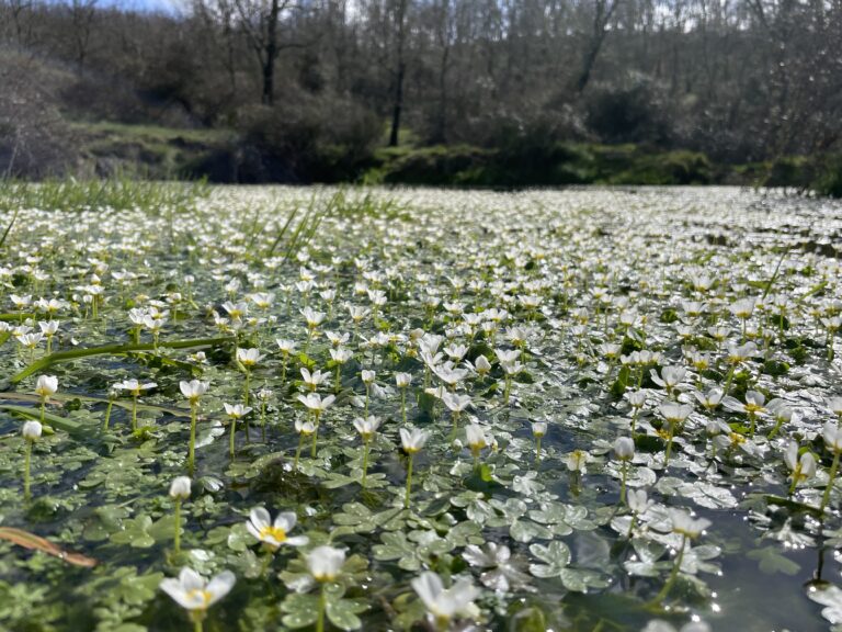 Grote Waterranonkel, El Zorro Holandes